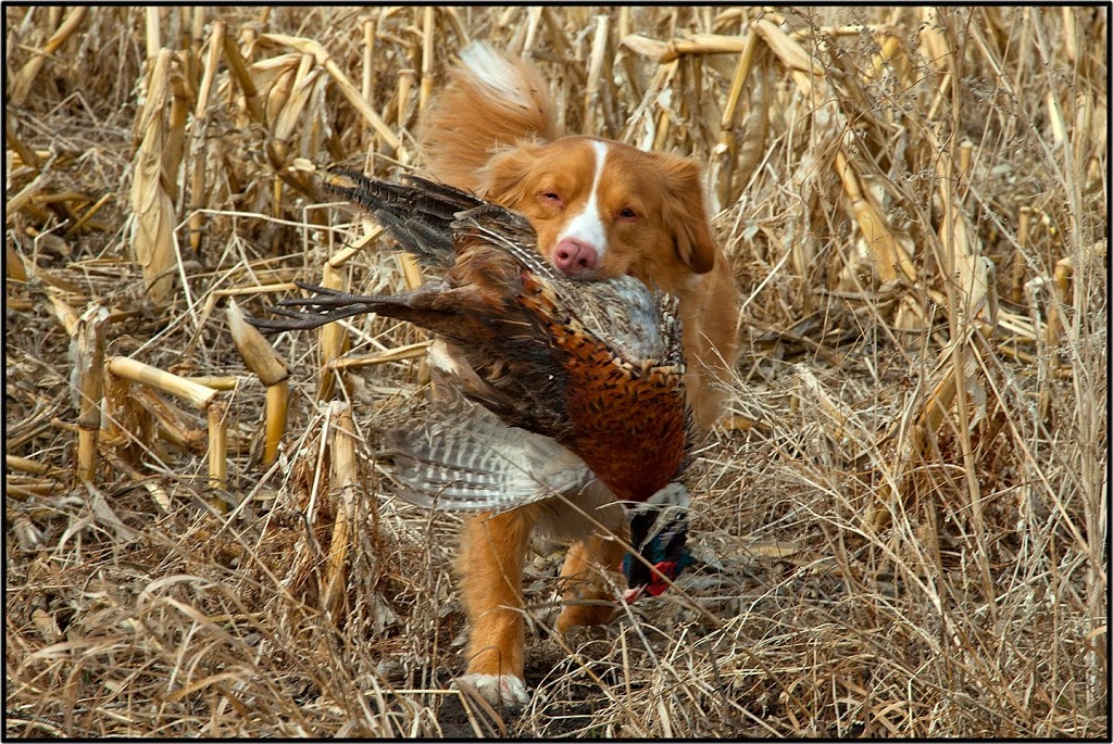 Wessex Game Birds | 29479, Range Road 11, Carstairs, AB T0M 0N0, Canada | Phone: (403) 337-2969