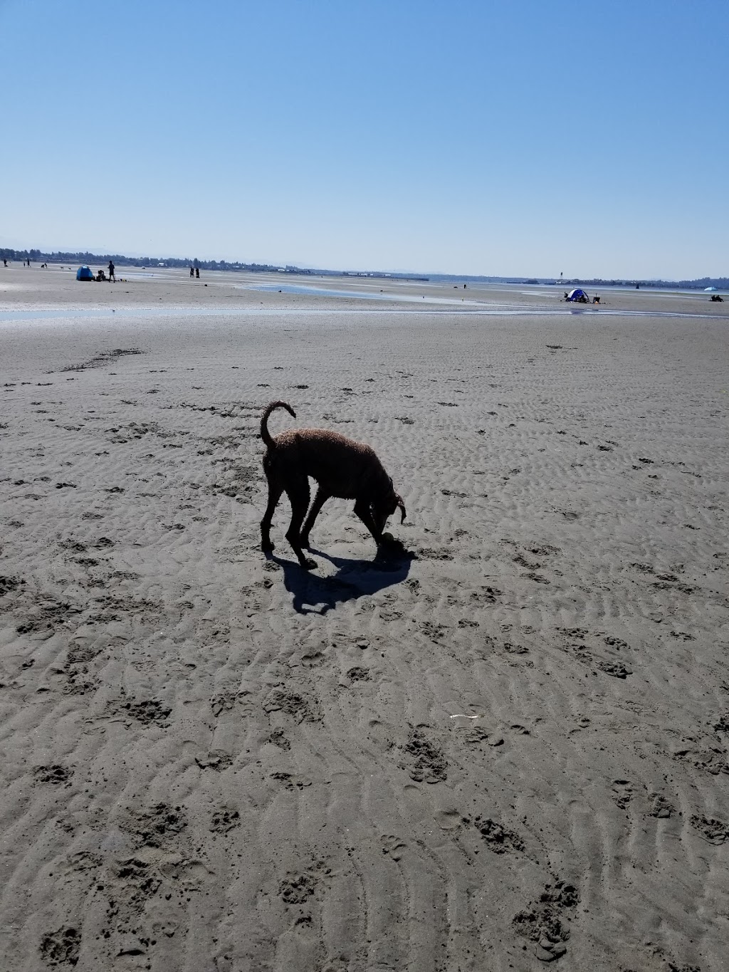 Dog Friendly Beachside Park | 15782 Marine Dr, White Rock, BC V4B 1E6, Canada
