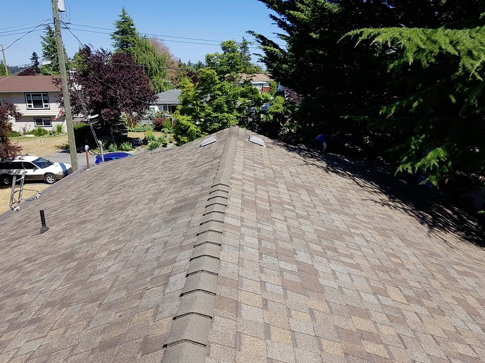 Vancouver Moss Removal | 105-1615 Frances St, Vancouver, BC V5L 1Z3, Canada | Phone: (604) 359-9468