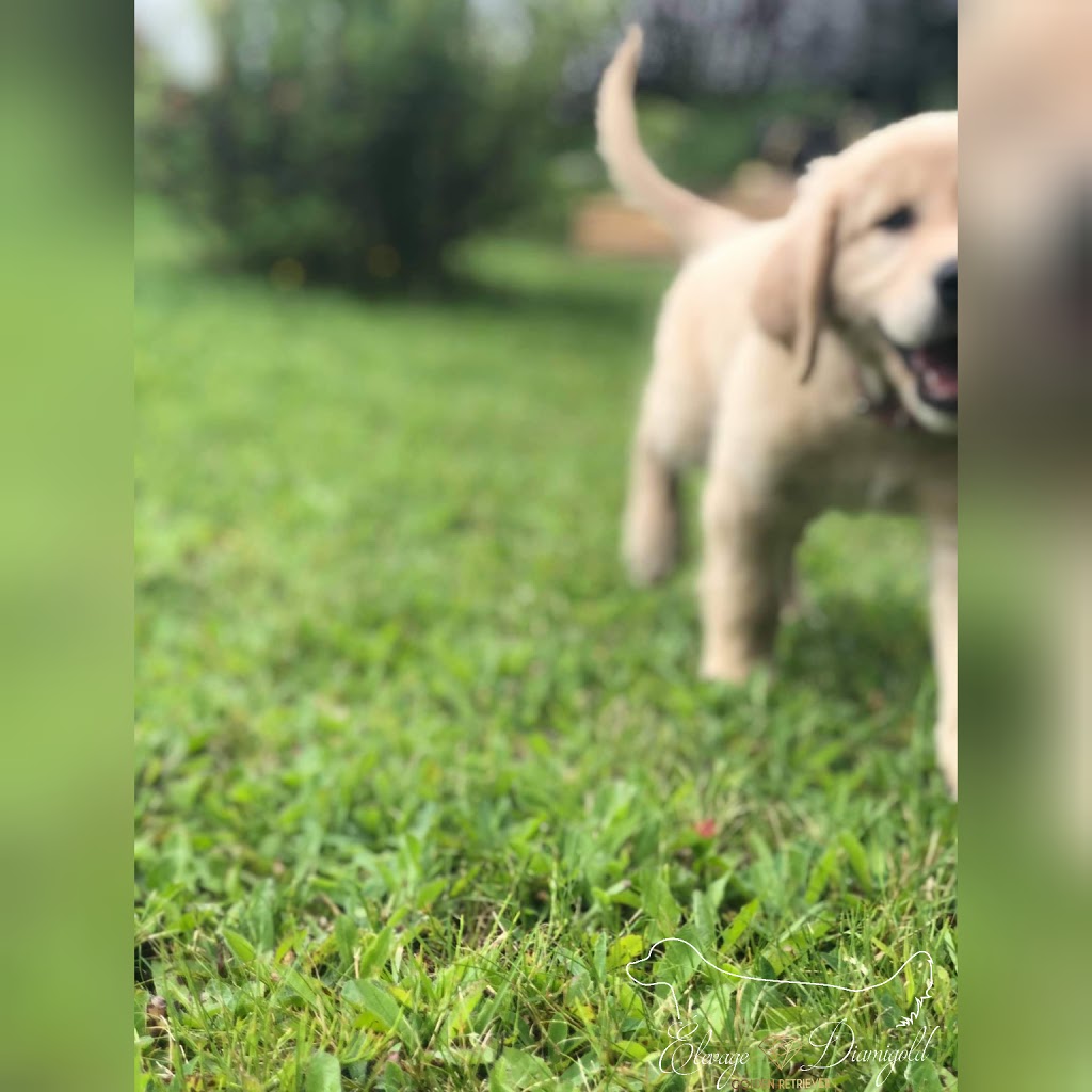 Élevage Diamigold Golden Retriever | 323 Rue Paquet, Saint-François-Xavier-de-Brompton, QC J0B 2V0, Canada | Phone: (819) 932-8844