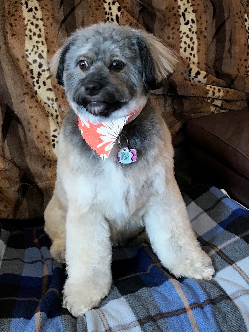Woof N Cuts | 50 Dr Kay Dr, Schomberg, ON L0G 1T0, Canada | Phone: (905) 939-9339