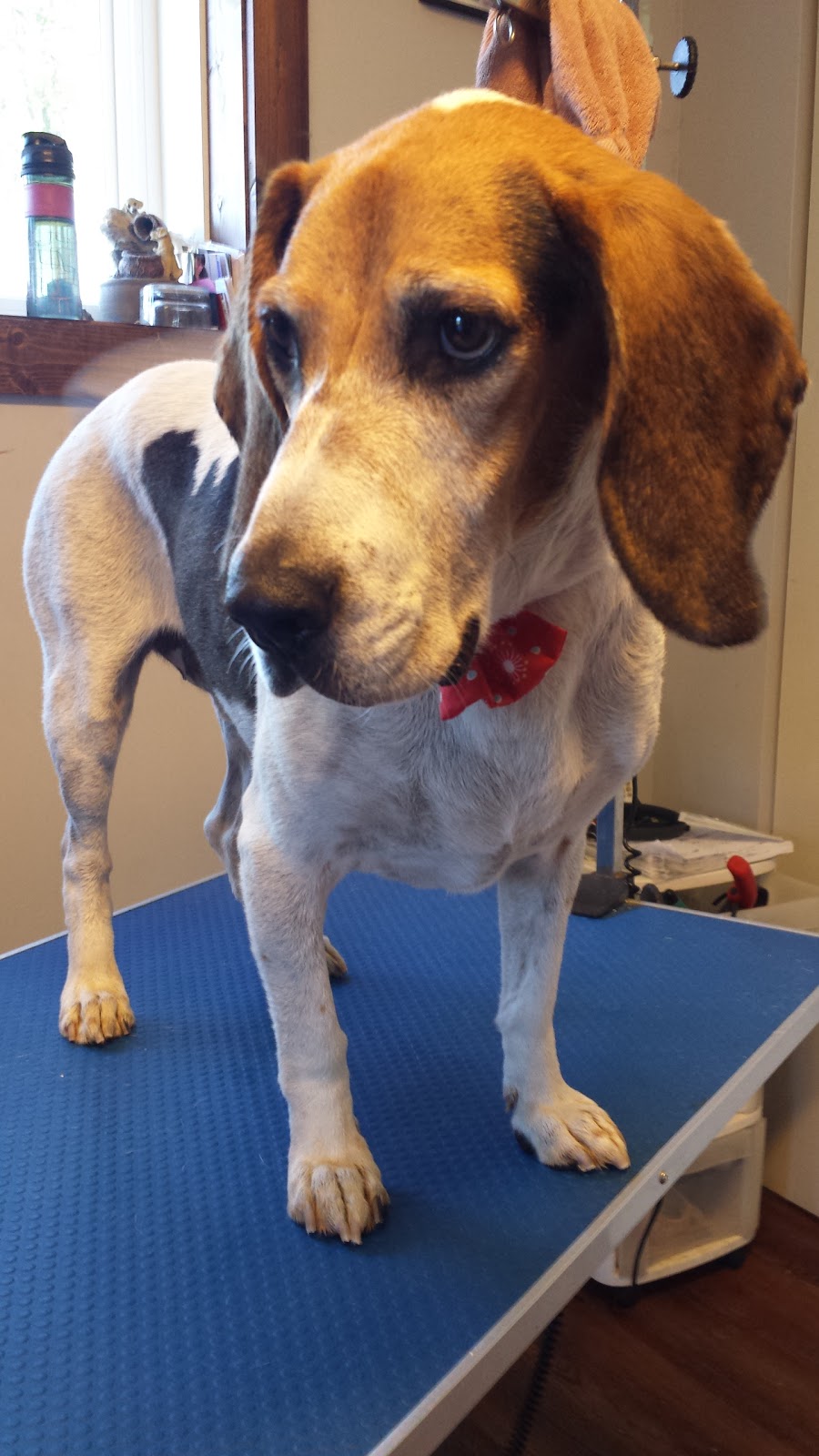 Toilettage woof-woof | St Michel, Magog, QC J1X 4H6, Canada | Phone: (819) 769-0811
