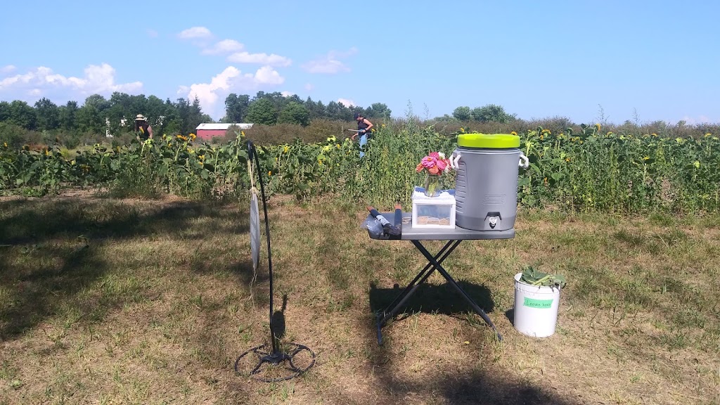 Wynn Farms (Flowers and Sunflowers) | 9592 Loyalist Pkwy, Greater Napanee, ON K7R 3K7, Canada | Phone: (613) 881-0303