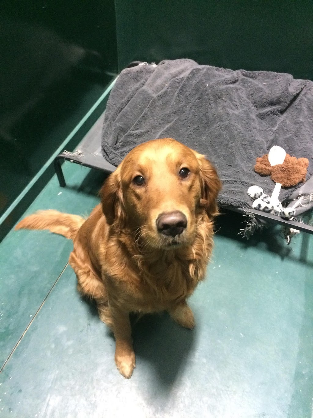 Paws Pet Pad | 4105 65A Avenue, Leduc, AB T9E 0Z4, Canada | Phone: (780) 900-8639