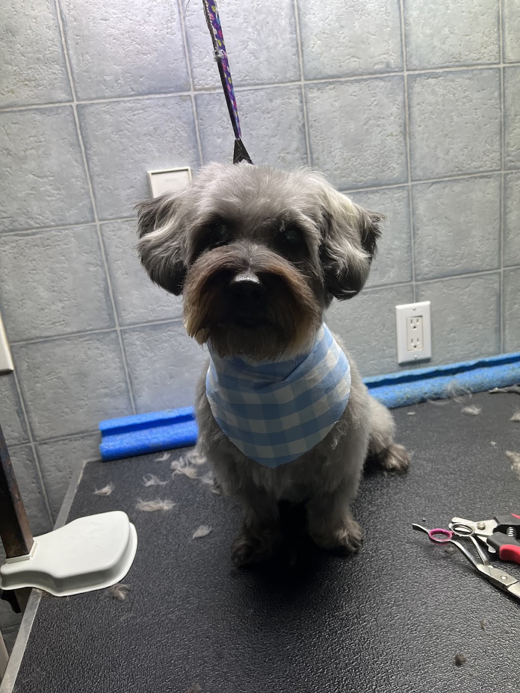 Bouctouche Grooming & Pet Supplies | 42 Rue De Parc, Bouctouche, NB E4S 3C5, Canada | Phone: (506) 743-8199