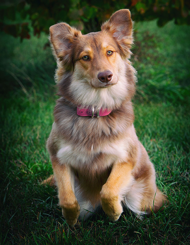Perfect Dog For Life Off Leash K9 Training | 2092 Foreman Rd RR6, Cambridge, ON N1R 5S7, Canada | Phone: (519) 222-8686