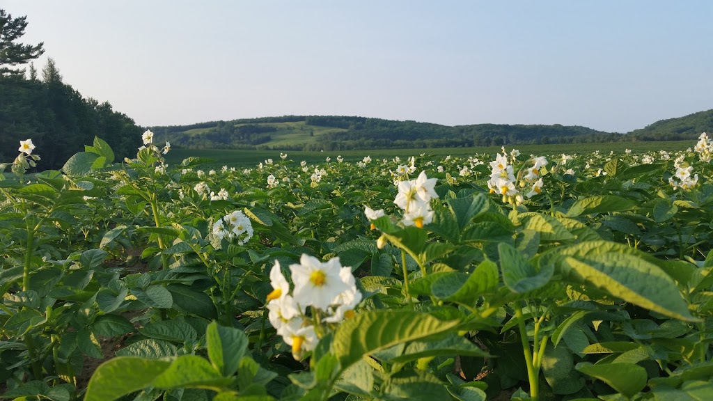 Ferme Vianney et Marguerite Turcot Inc. | 1270 Route 321 N, Saint-André-Avellin, QC J0V 1W0, Canada | Phone: (819) 428-3704