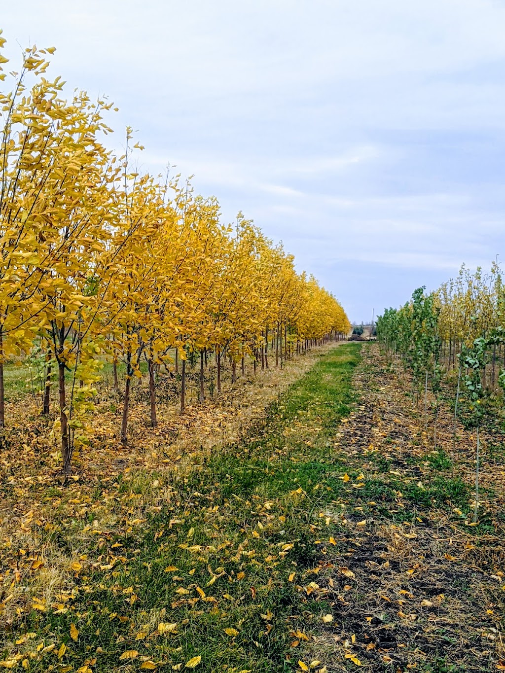 Wheatland Trees Ltd. | 253022, Township Rd 234, AB T0J 1X0, Canada | Phone: (403) 934-2829