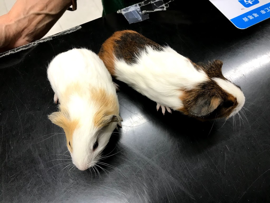 King Ed Pet Centre Ltd | 7377 Kingsway, Burnaby, BC V3N 3B8, Canada | Phone: (604) 525-4955