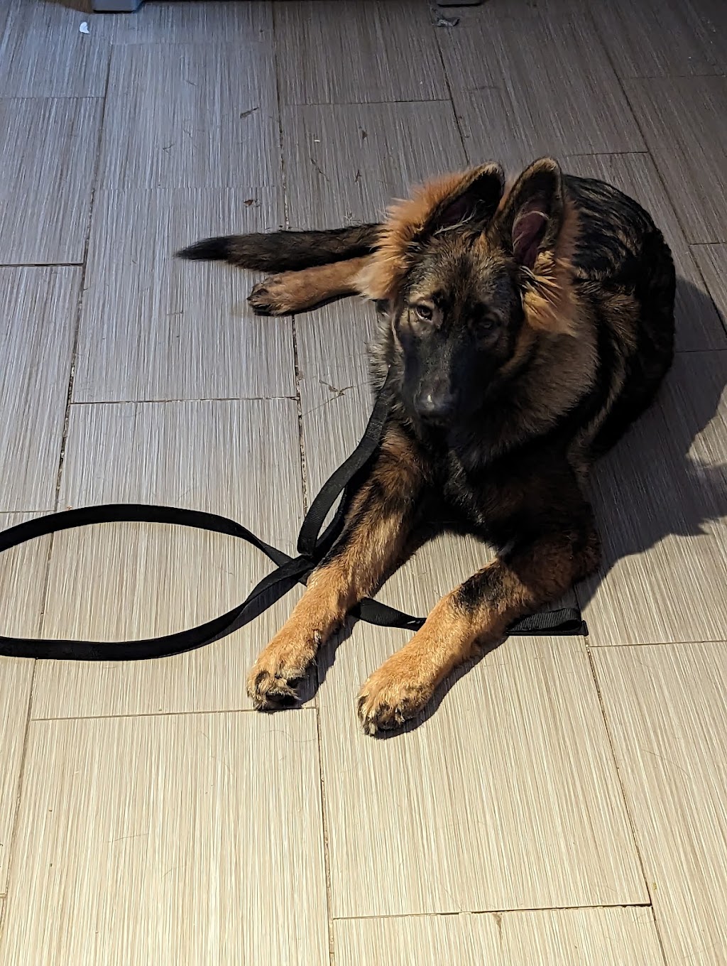 Canine daredevils academy | 42 R. Julie, Coteau-du-Lac, QC J0P 1B0, Canada | Phone: (438) 862-9033