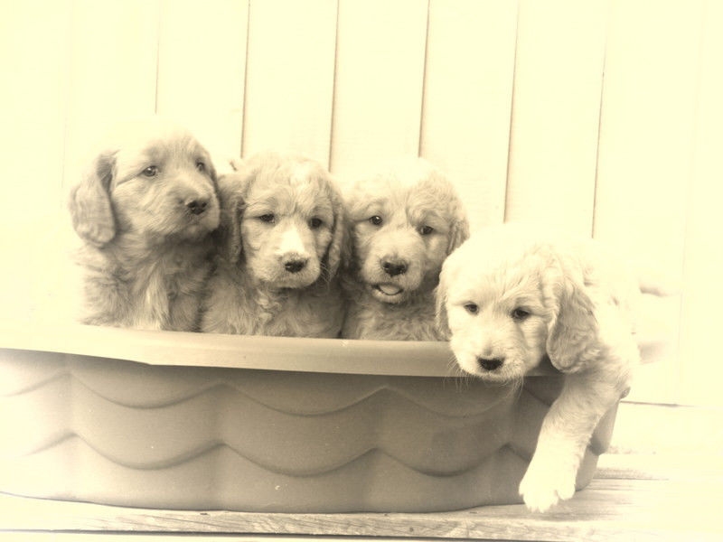 Daniel Wasseena Goldendoodle Breader | 4791 Sixteen Rd, Saint Anns, ON L0R 1Y0, Canada | Phone: (905) 957-6983