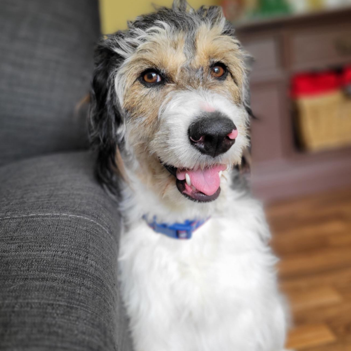 Big Puppy love | 313 Percy St, Waubaushene, ON L0K 2C0, Canada | Phone: (416) 697-8330