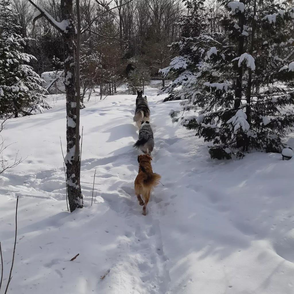 Forever Pawsitive K9 Academy | 610 Huron Rd, Mar, ON N0H 1X0, Canada | Phone: (519) 477-3759