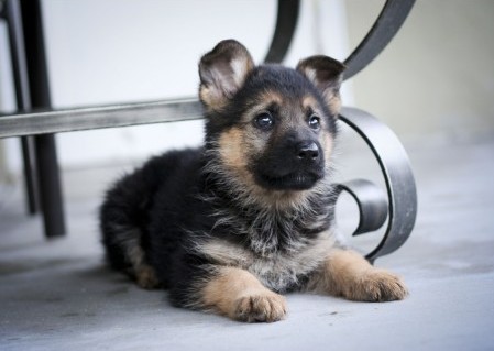 Fairview Animal Hospital | 26426 Fraser Hwy A100, Aldergrove, BC V4W 3E2, Canada | Phone: (604) 381-2025