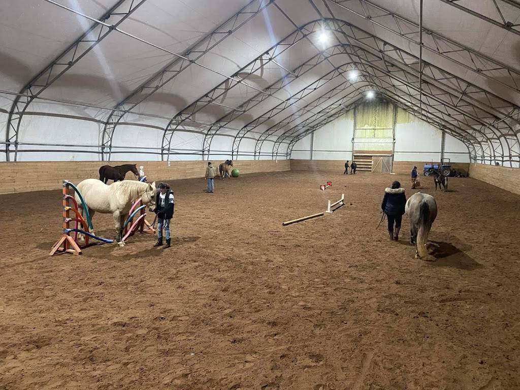 TS Performance Horses | 319 Division Rd, Pictou, NS B0K 1H0, Canada | Phone: (902) 301-4252