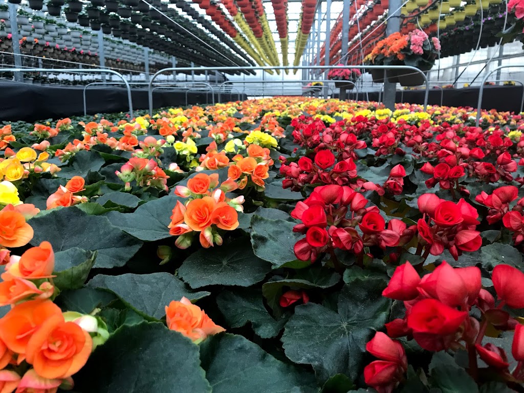 Antonio Bajar Greenhouses | 18545 Keele St, King, ON L3Y 4V9, Canada | Phone: (905) 775-2773