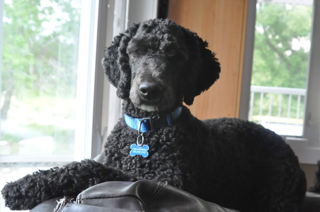Awesome Doggie Den | 52408 Range Rd 215, Ardrossan, AB T8E 2J3, Canada | Phone: (780) 905-3701