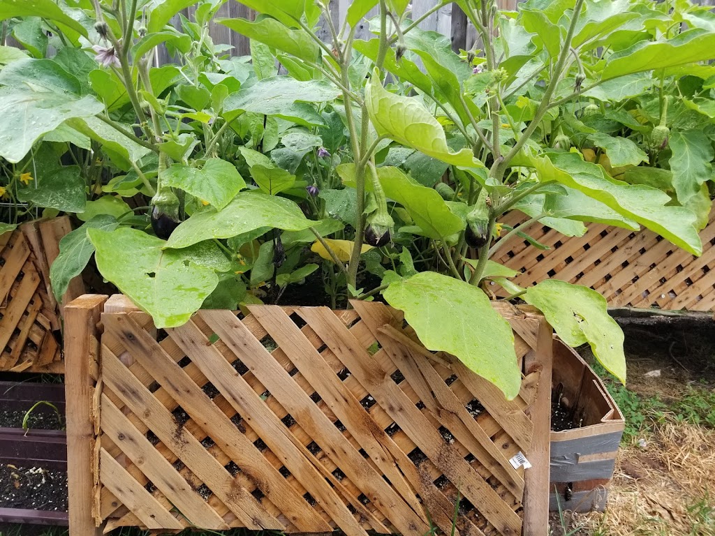 William Dam Seeds | 279 Hamilton, Regional Rd 8, Dundas, ON L9H 5E1, Canada | Phone: (905) 628-6641