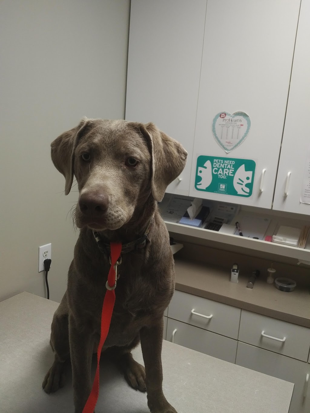 Spay & Neuter Clinic | 10 Keenleyside St, Winnipeg, MB R2L 2B9, Canada | Phone: (204) 661-9090
