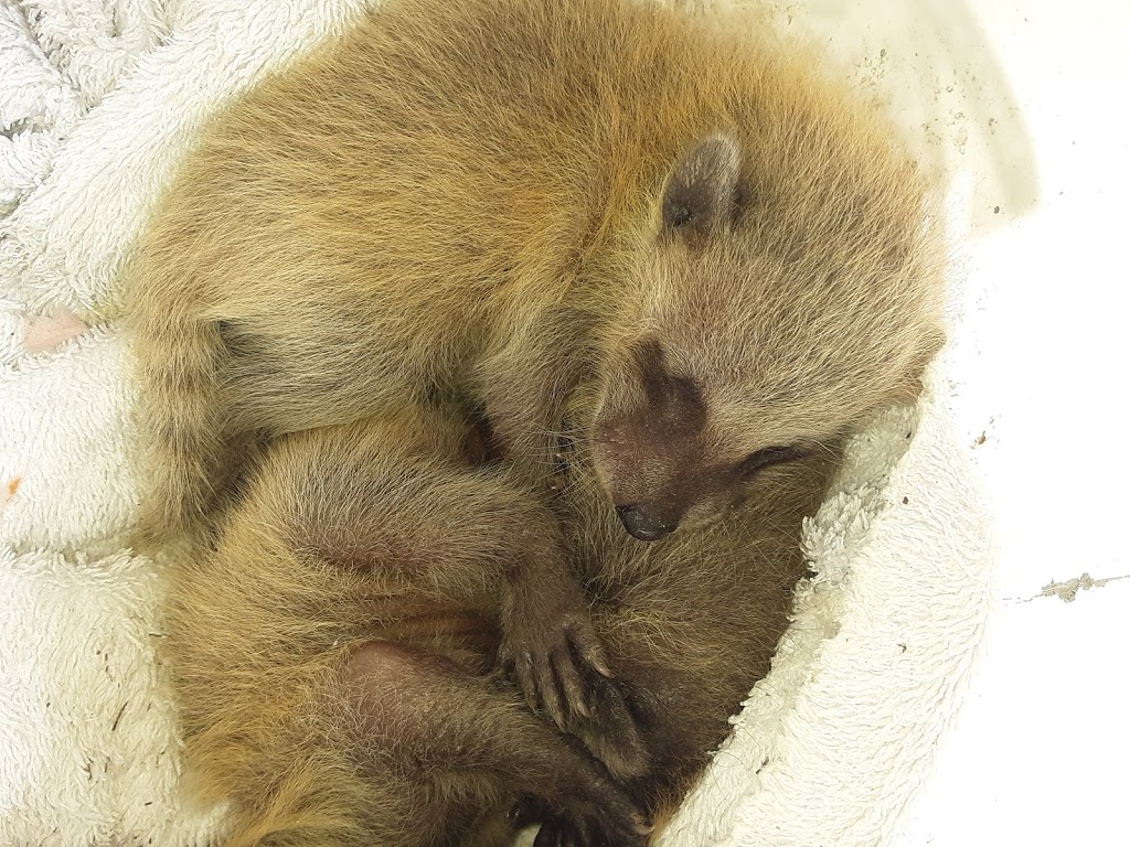 24/7 Wildlife Removal Toronto | 46 Rivercove Dr, Toronto, ON M9B 4Y9, Canada | Phone: (647) 362-9180