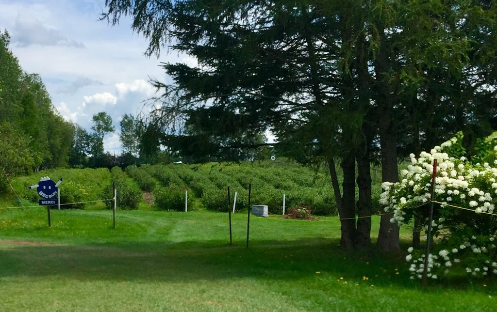 Bleuetière Bec Bleu | 4510 Chemin Orr, Cookshire-Eaton, QC J0B 1M0, Canada | Phone: (819) 861-2538