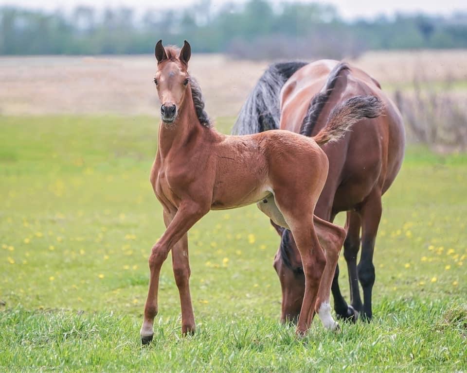 Ehret Equine | Range Rd 265, Falun, AB T0C 1H0, Canada | Phone: (780) 352-0332