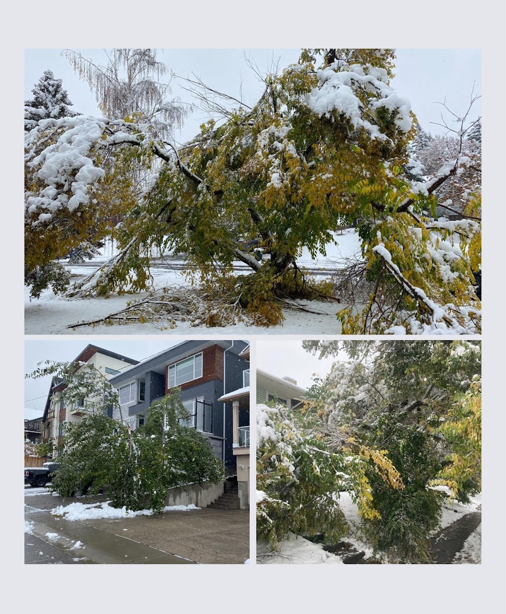 Tundra Tree Care | 1055 72 Ave NW, Calgary, AB T2K 5S4, Canada | Phone: (587) 888-6656