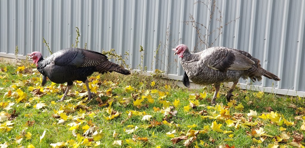 Silver Willow Farm Rescue | 528375, Side Rd 5, Mansfield, ON L0N 1M0, Canada | Phone: (705) 440-6160