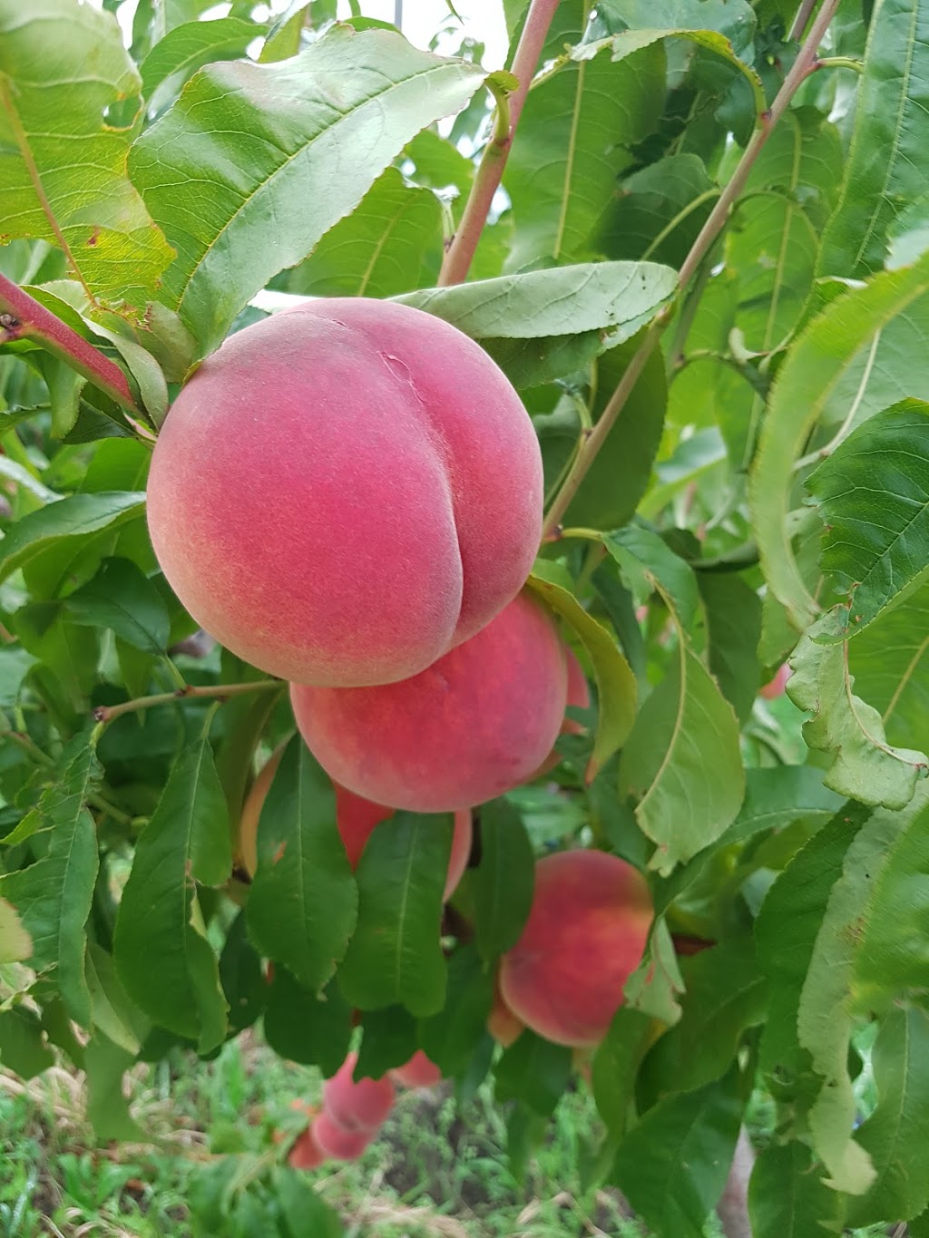 Blush Lane Organic Orchard | 3105 BC-3, Keremeos, BC V0X 1N1, Canada | Phone: (250) 499-5392
