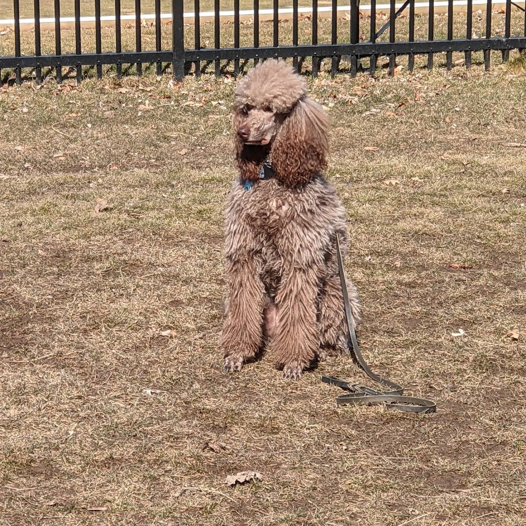 For Pup Sake Dog Training | 622 Hwy 52 N, Lynden, ON L0R 1T0, Canada | Phone: (289) 244-4432
