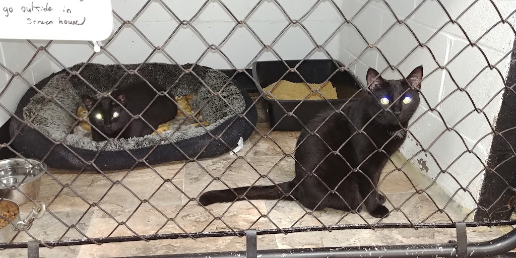 Lillian Allbon Animal Shelter | 798 Smith Rd, Amherst, NS B4H 3Y4, Canada | Phone: (902) 661-7297