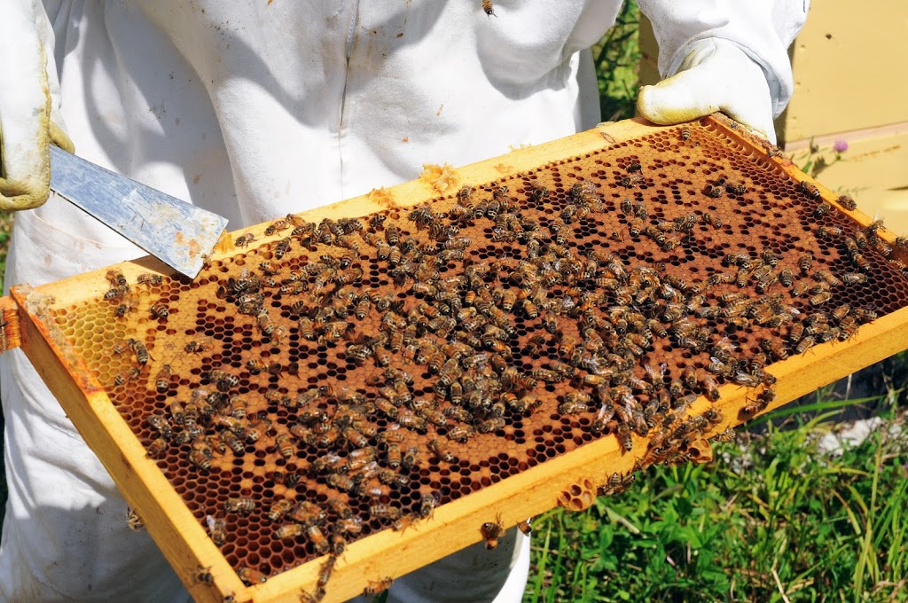 Apiculture Sirois | 71 Chemin Mill, Fulford, QC J0E 1S0, Canada | Phone: (514) 320-6435