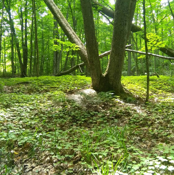 Miners Bay Lodge | 9718 ON-35, Minden, ON K0M 2L1, Canada | Phone: (705) 286-2978