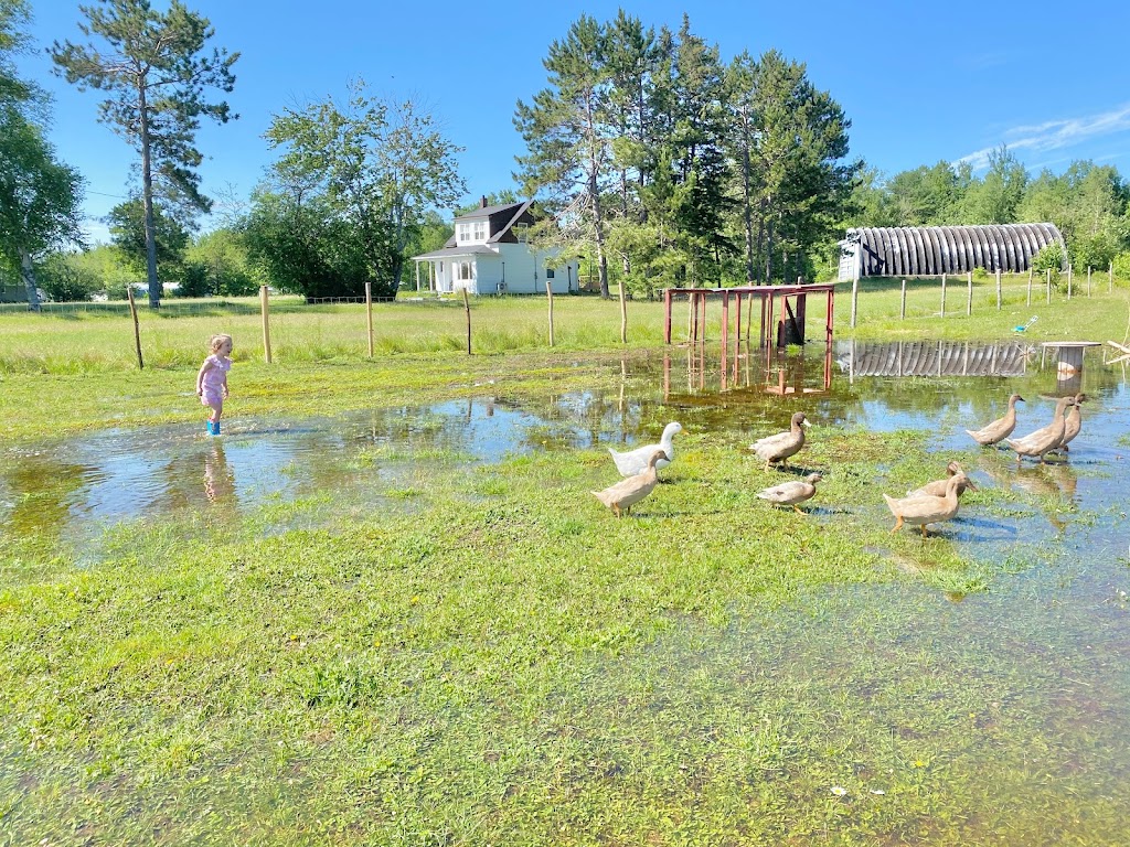 The Healing Farm | 397 Bellefond Rd, Bellefond, NB E1V 4T6, Canada | Phone: (506) 623-5959