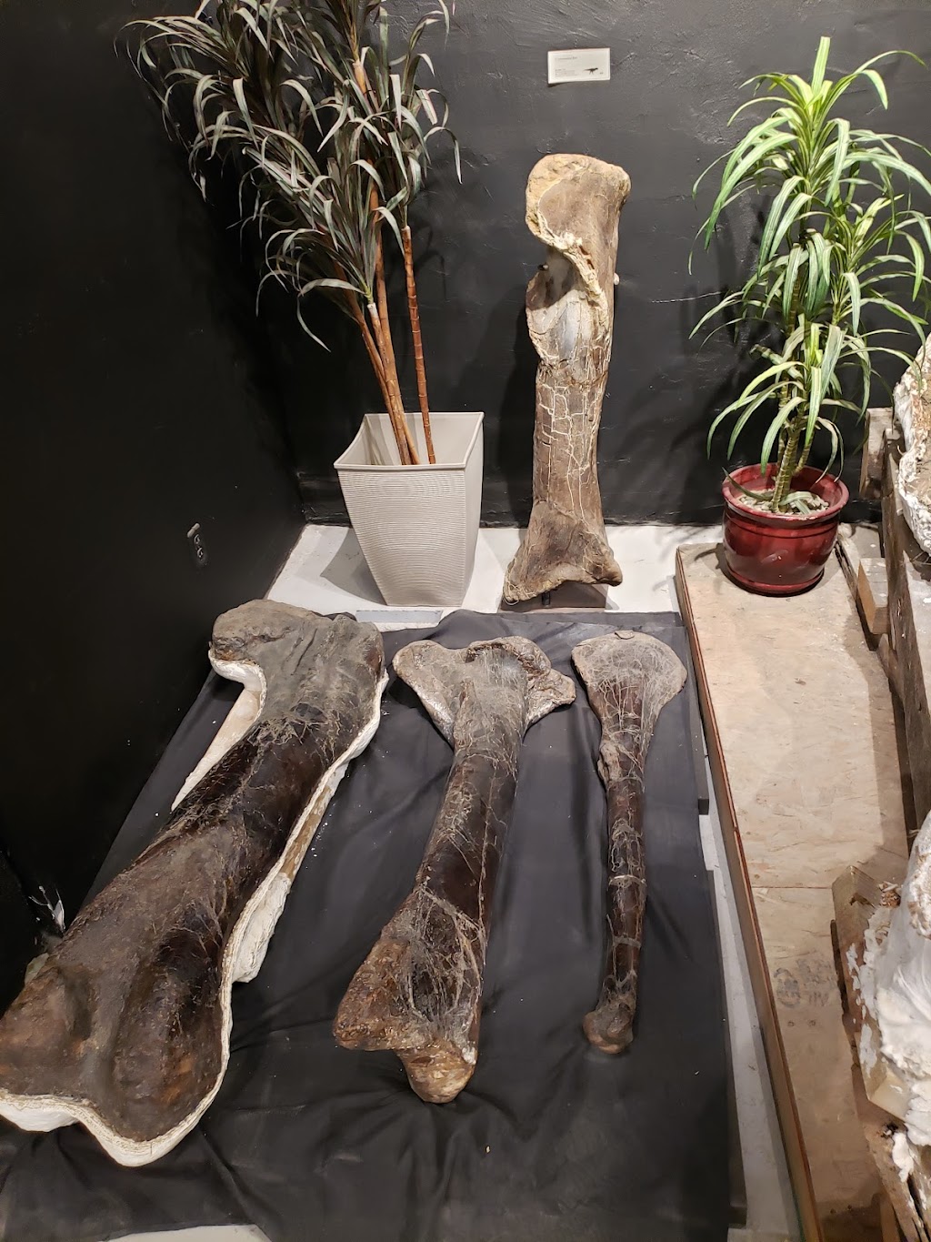 Dino Lab Inc. | 491 Dupplin Rd #2, Victoria, BC V8Z 1B8, Canada | Phone: (778) 966-3466