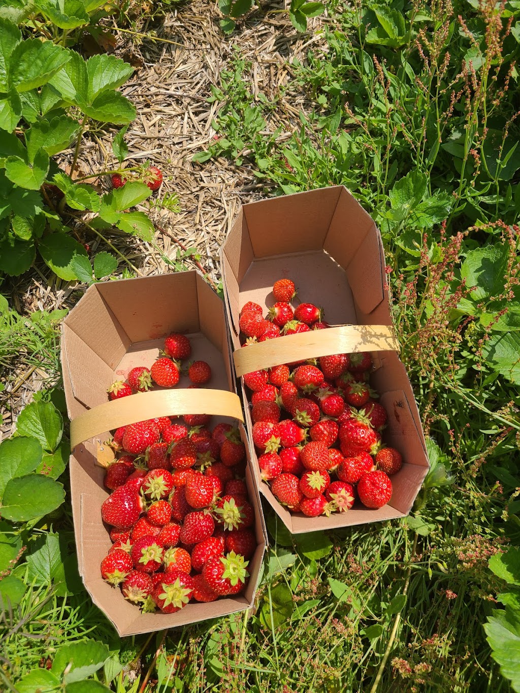 Fraisière Belzile | 19 Rte Principale, Saint-Arsène, QC G0L 2K0, Canada | Phone: (418) 862-6183