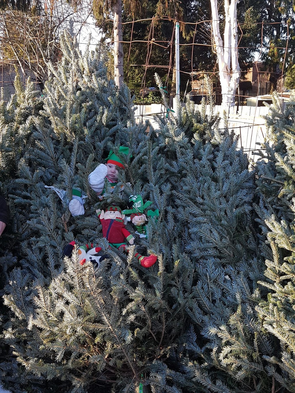 Chungs Christmas Tree Lot | shopping mall | 5749 Ladner Trunk Rd, Delta, BC V4K 1X5, Canada | 6047807840 OR +1 604-780-7840