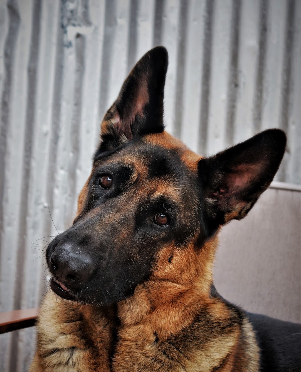 Canine Academy RM | 7570 Chemin du Rapide-Plat N, Saint-Hyacinthe, QC J2S 8B1, Canada | Phone: (450) 799-6500
