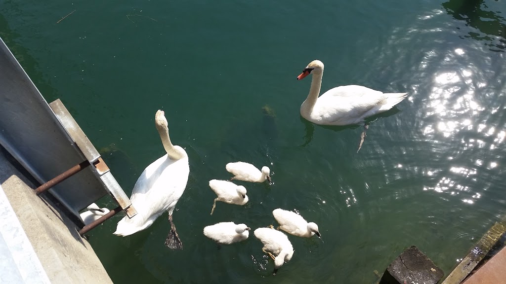 St Clair/Macomb Animal & Bird | 8128 Anchor Bay Dr, Clay Township, MI 48001, USA | Phone: (810) 794-0895
