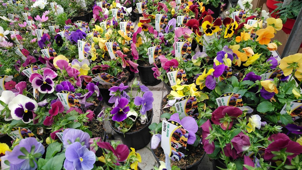 Devan Greenhouses | 28904 Fraser Hwy, Abbotsford, BC V4X 1G8, Canada | Phone: (604) 857-4944