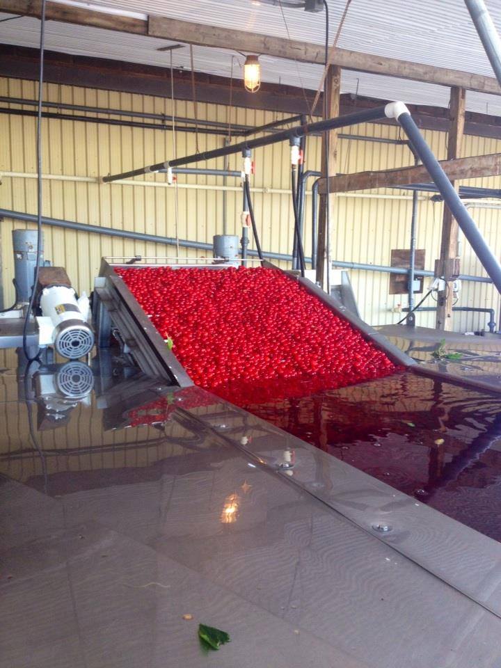Cherry Lane | 4230 Victoria Ave, Vineland Station, ON L0R 2E0, Canada | Phone: (905) 562-4337 ext. 210
