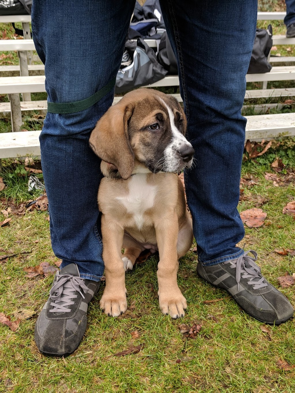 Gentle Puppy Training | 436 Bradner Rd, Abbotsford, BC V4X 2J5, Canada | Phone: (604) 607-6564
