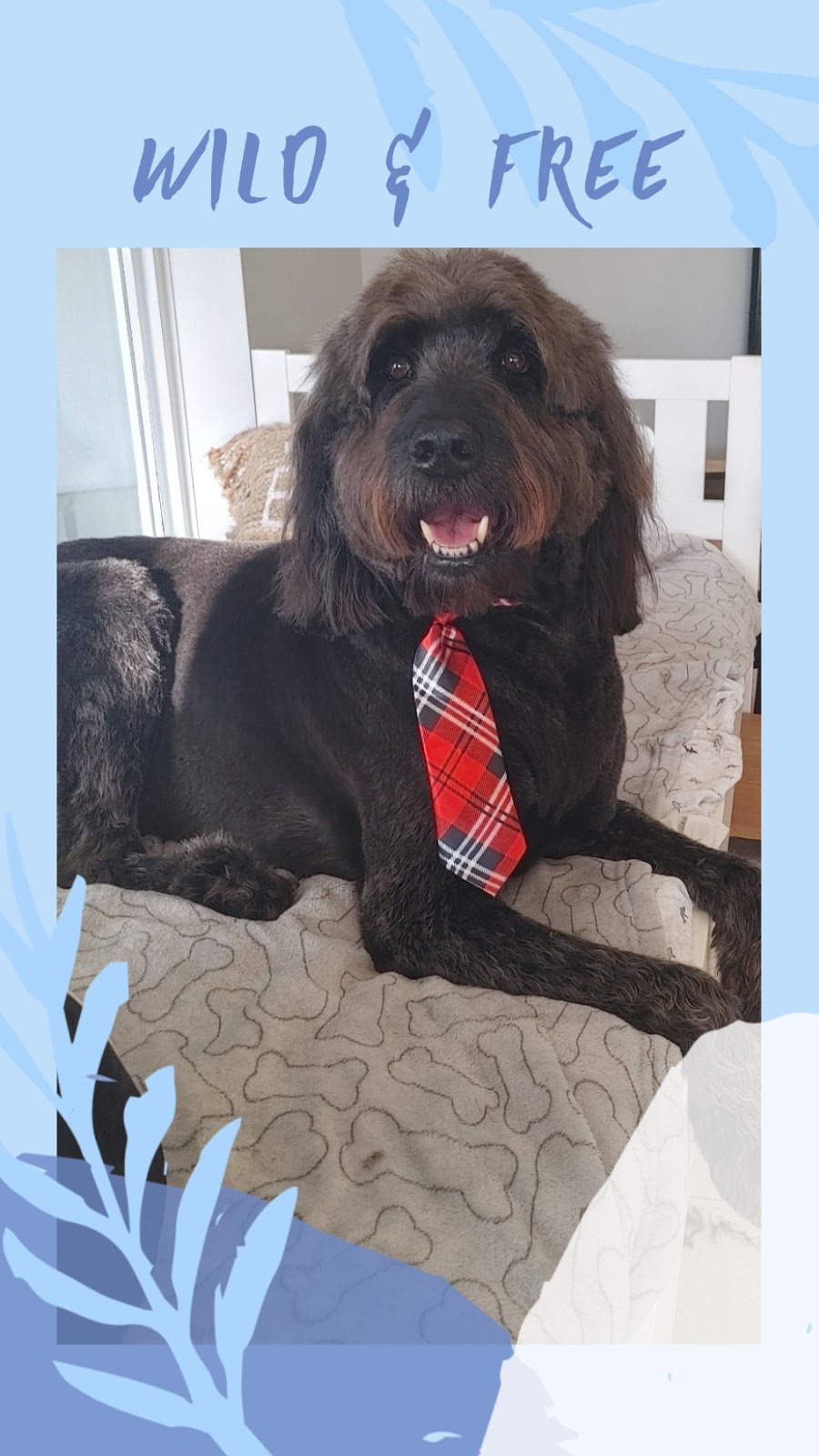 Paws In The Sand Dog Grooming | 15505 Marine Dr #104, White Rock, BC V4B 1C9, Canada | Phone: (604) 825-0063