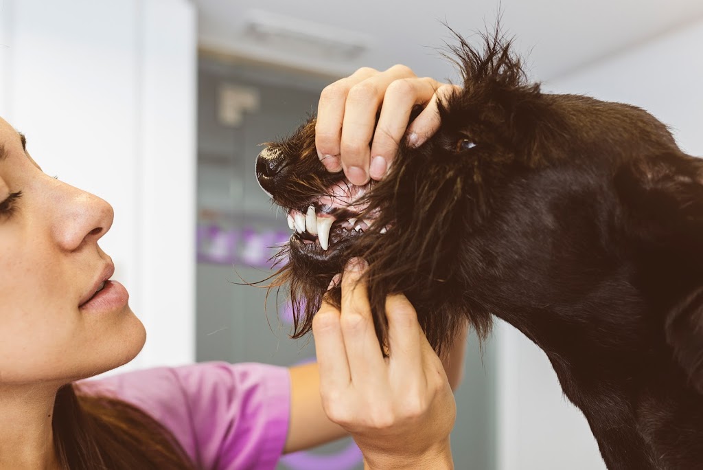 XLVets Canada | 1625 Angus Campbell Rd, Abbotsford, BC V3G 2G4, Canada | Phone: (800) 982-1674