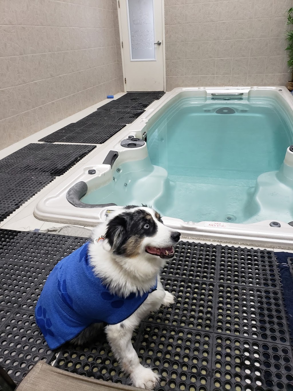Bitus Pet Services - Pet Grooming & K9 Aquafitness/Hydrotherapy | 20-145 Clarence St, Brampton, ON L6W 1T2, Canada | Phone: (905) 796-9299
