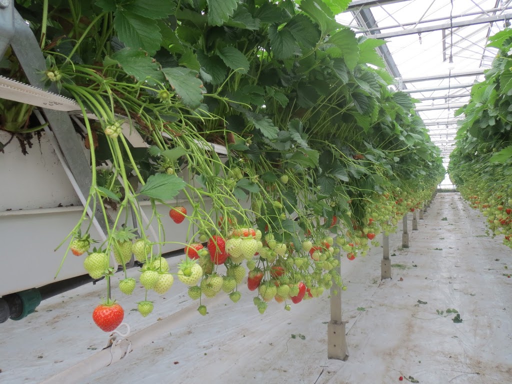 A.M.A. Horticulture Inc. | 2011 Spinks Dr, Kingsville, ON N9Y 2E5, Canada | Phone: (519) 322-1397