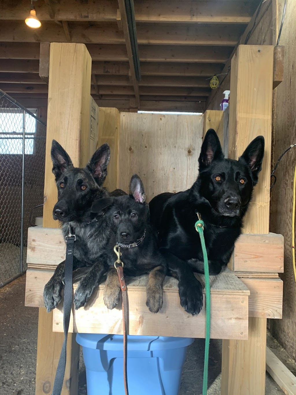 ONTARIO K9 - Stability, Obedience & Protection | 1862 Longlee Ln, Kingsville, ON N0P 2G0, Canada | Phone: (519) 765-5033