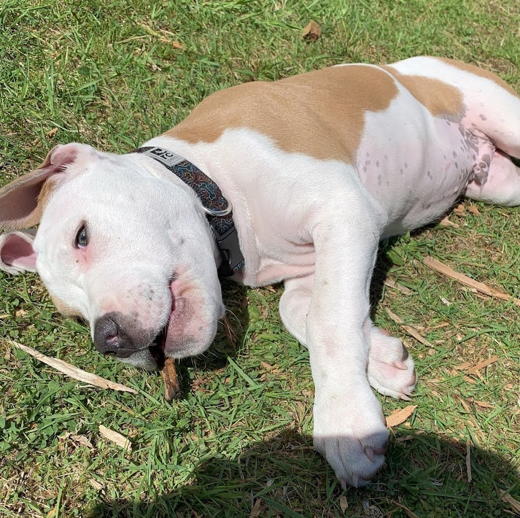 Mega Pitty Pitbulls | 17925 56a Ave, Surrey, BC V3S 4H5, Canada | Phone: (604) 835-7769