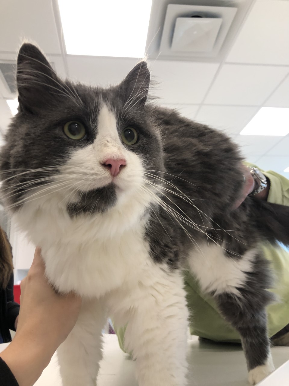 Hammonds Plains Veterinary Hospital | 2069 Hammonds Plains Rd Unit 3, Hammonds Plains, NS B4B 1P3, Canada | Phone: (902) 444-4784