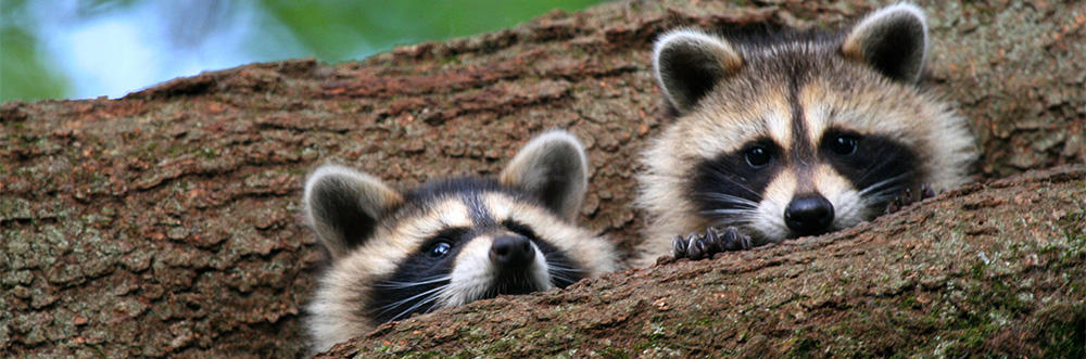 Extermination Wildlife Outaouais Inc | 225 Rue Principale #6, Saint-André-Avellin, QC J0V 1W0, Canada | Phone: (819) 968-5797